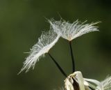 Scorzonera albicaulis