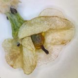 Arthrophytum balchaschense