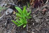 Allium victorialis. Растения с молодыми листьями. Кабардино-Балкария, Эльбрусский р-н, западный склон горы Донгуз-Орун-Гитче-Кара-Баши, выс 2250 м н.у.м. 17 июня 2025 г.