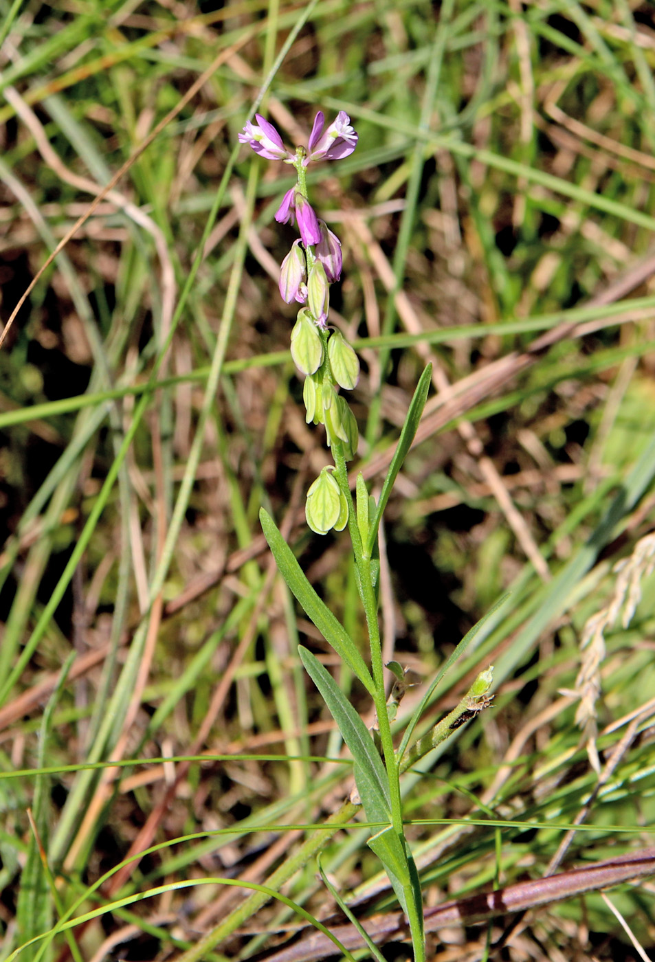 Изображение особи Polygala comosa.