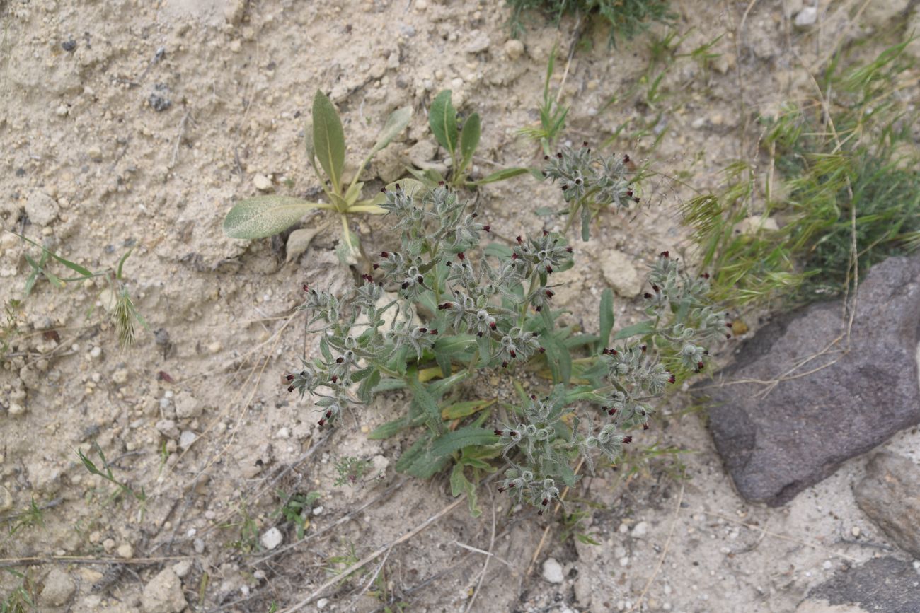 Image of genus Nonea specimen.