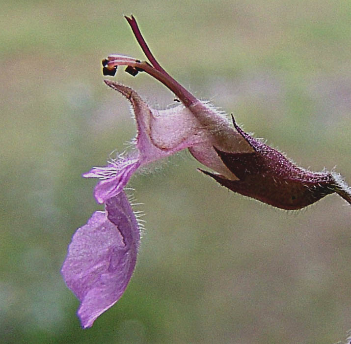 Изображение особи Teucrium chamaedrys.