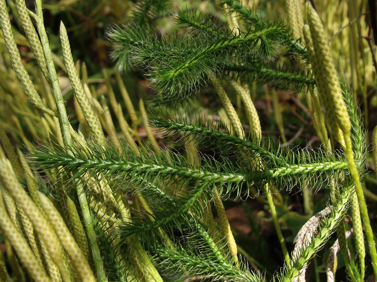 Image of Lycopodium clavatum specimen.