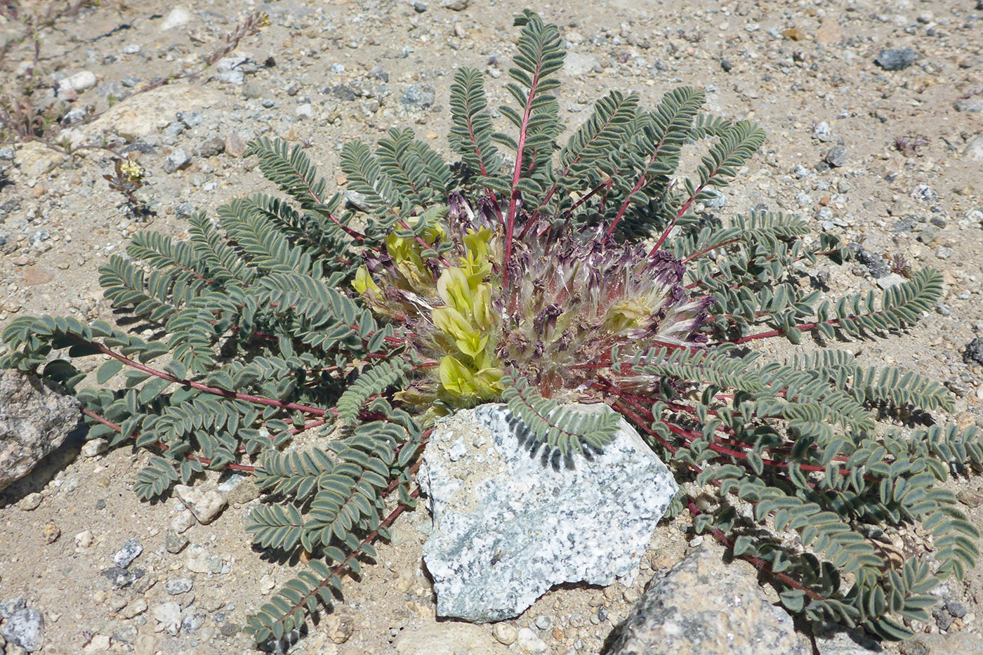 Image of genus Astragalus specimen.