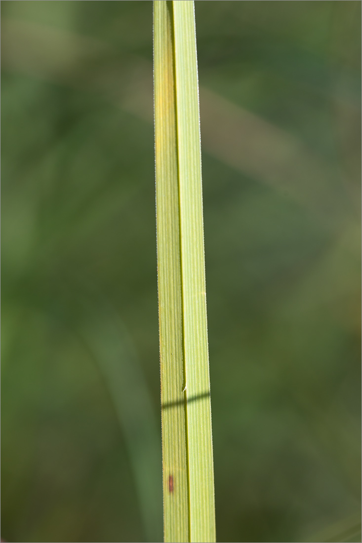 Image of Carex rostrata specimen.