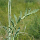 Rhaponticoides ruthenica