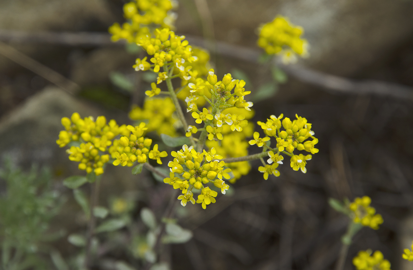 Изображение особи род Odontarrhena.