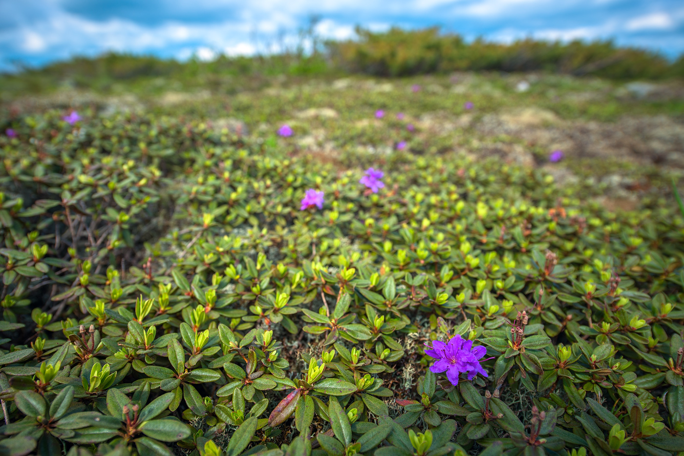 Image of Rhododendron parvifolium specimen.