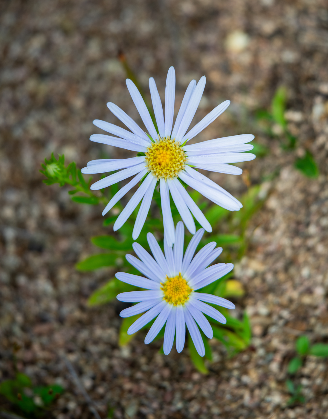 Изображение особи Heteropappus hispidus.