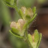 Veronica verna. Плоды. Крым, Бахчисарайский р-н, окр. с. Дачное, фруктовый сад. 12.05.2020.