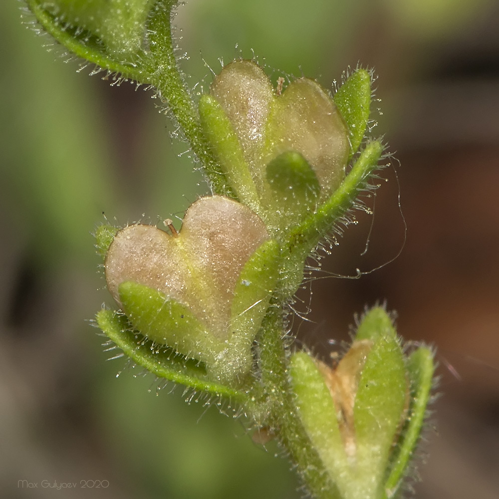 Изображение особи Veronica verna.