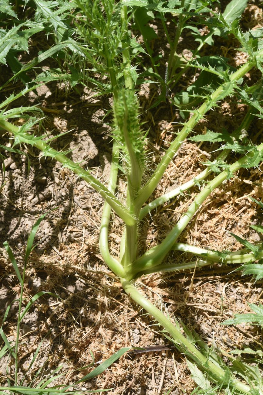 Image of Unknown species specimen.