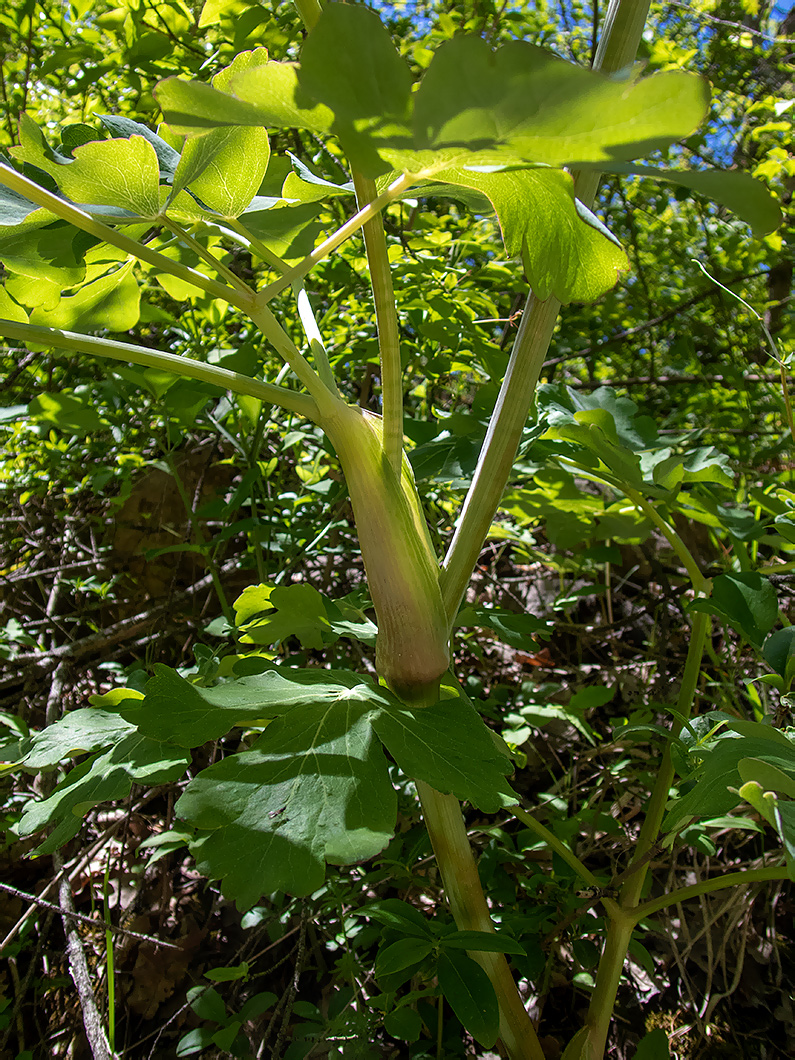 Image of Laser trilobum specimen.