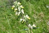 genus Phlomoides. Верхушка соцветия. Киргизия, г. Ош, Алайский хр., гора Сулейман-Тоо, выс. ≈ 1600 м н.у.м., задернованный склон с обнажениями глыбами серого кристаллического известняка. 1 мая 2025 г.