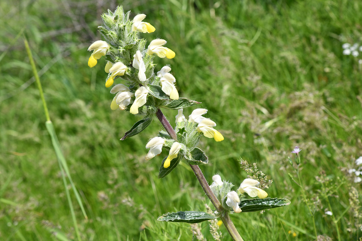 Image of Phlomoides labiosa specimen.