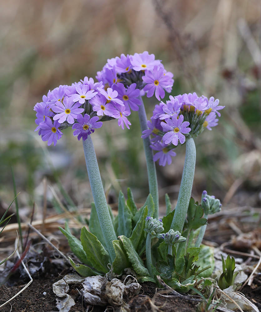 Изображение особи Primula fistulosa.
