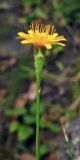 Scorzoneroides autumnalis