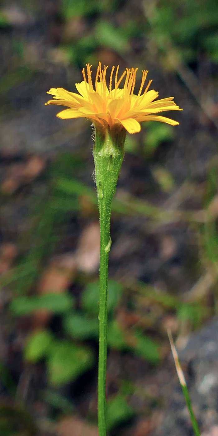 Image of Scorzoneroides autumnalis specimen.