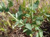 Salvia tesquicola. Прикорневая часть растения. ЛНР, г. Северодонецк, сквер. 02.06.2026.