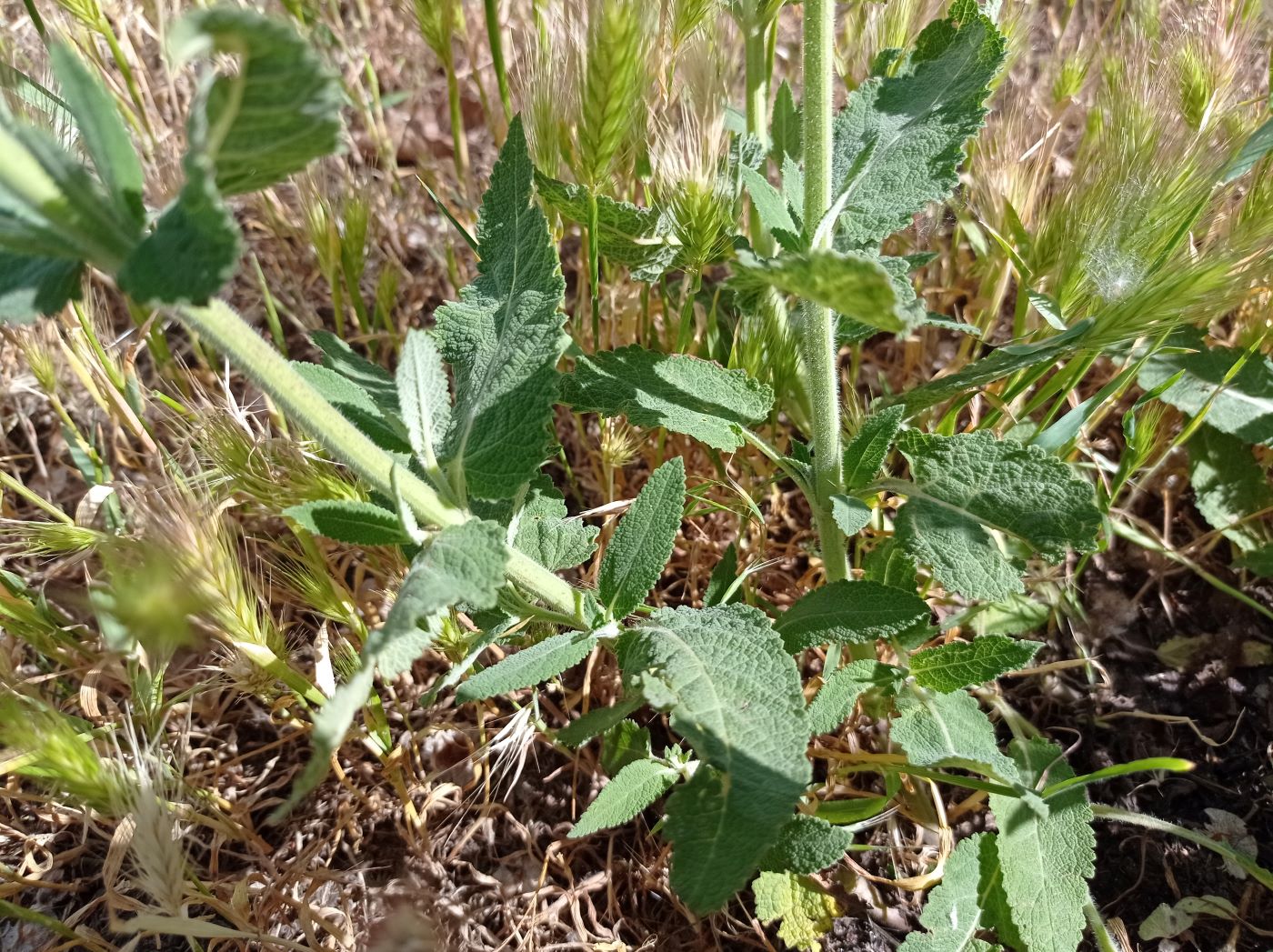 Image of Salvia tesquicola specimen.