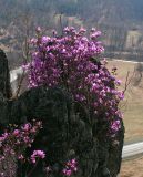 Rhododendron ledebourii