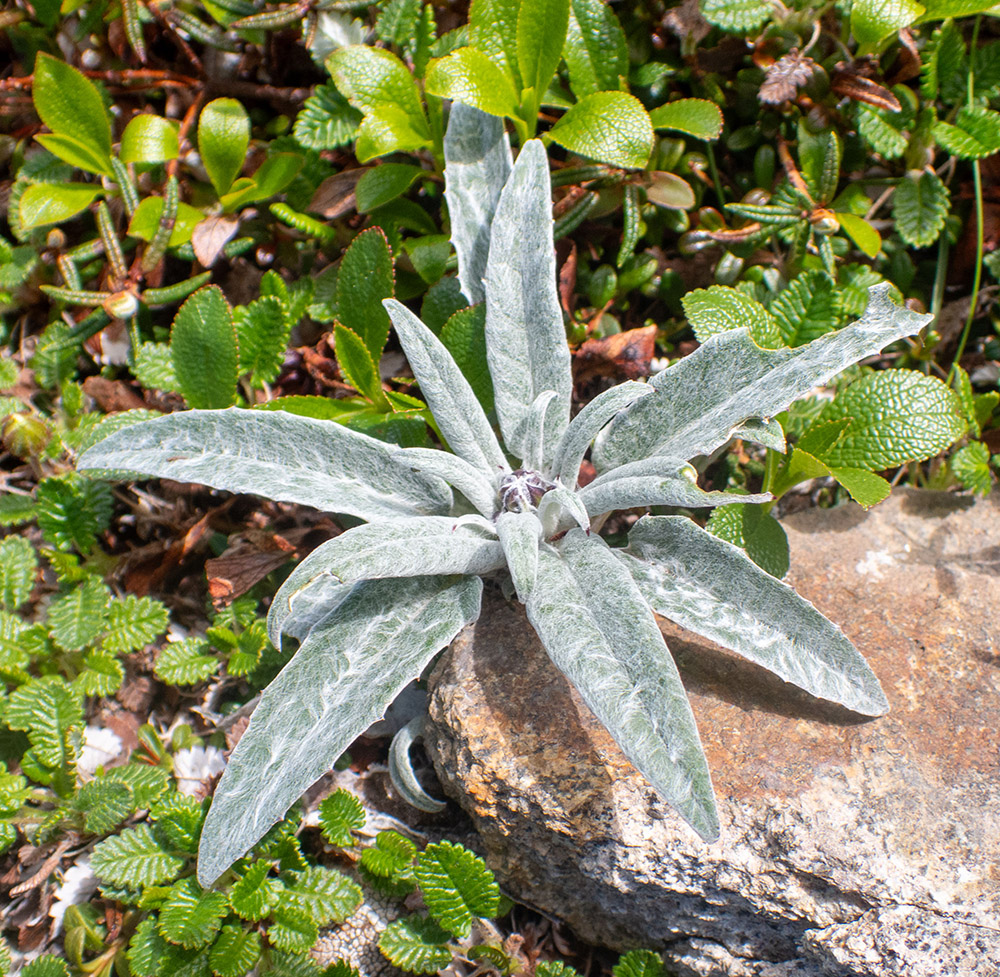 Image of Saussurea vyschinii specimen.