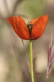 Papaver dubium. Цветок. Ростовская обл., Неклиновский р-н, окр. хут. Мержаново, песчано-каменистый берег. 31.05.2026.