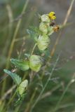 Rhinanthus groenlandicus. Верхушка цветущего растения. Мурманск, 19.08.2008.