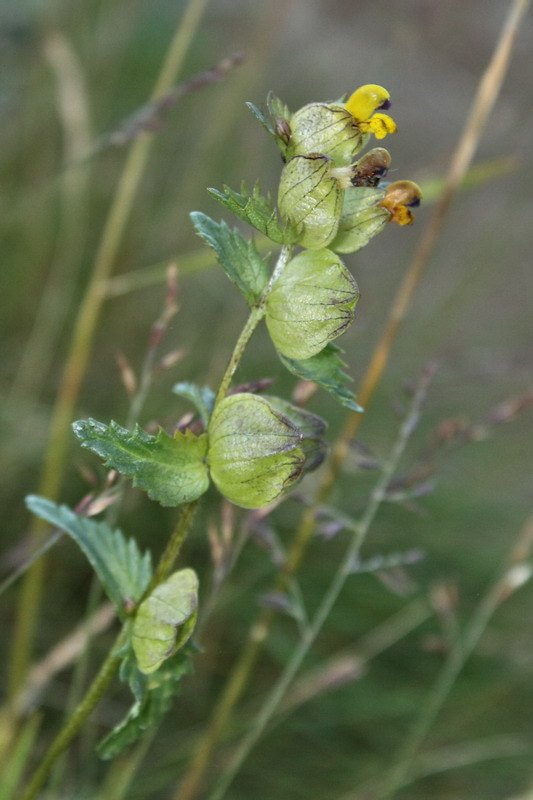 Изображение особи Rhinanthus groenlandicus.