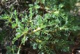 genus Astragalus. Верхушка побега. Грузия, край Самцхе-Джавахети, Ахалцихский муниципалитет, левый борт р. Цинубанисцкали, 1,8 км выше по течению от горячего источника Цинубани, гребень небольшого отрога, выс. 1155 м н.у.м., лужок перед дубовой рощей. 9 июня 2026 г.