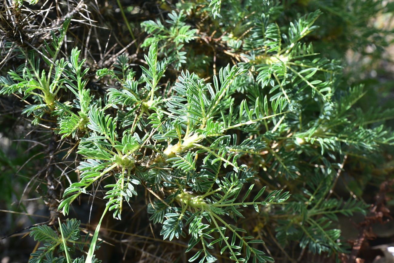Image of genus Astragalus specimen.