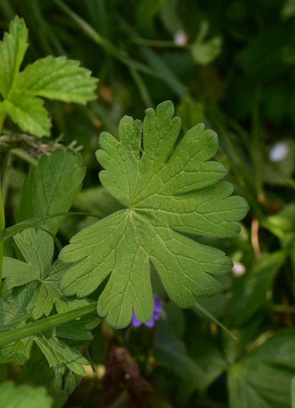 Image of genus Geranium specimen.