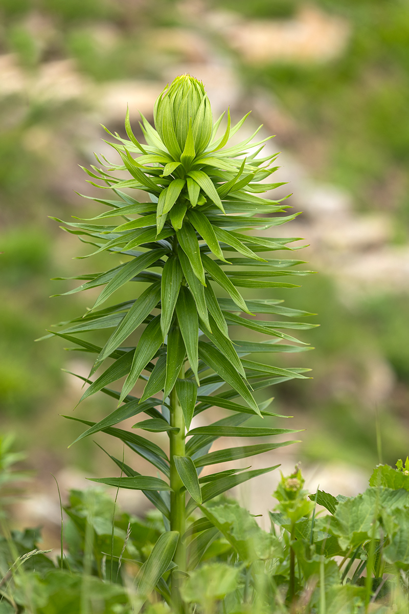 Image of Lilium monadelphum specimen.