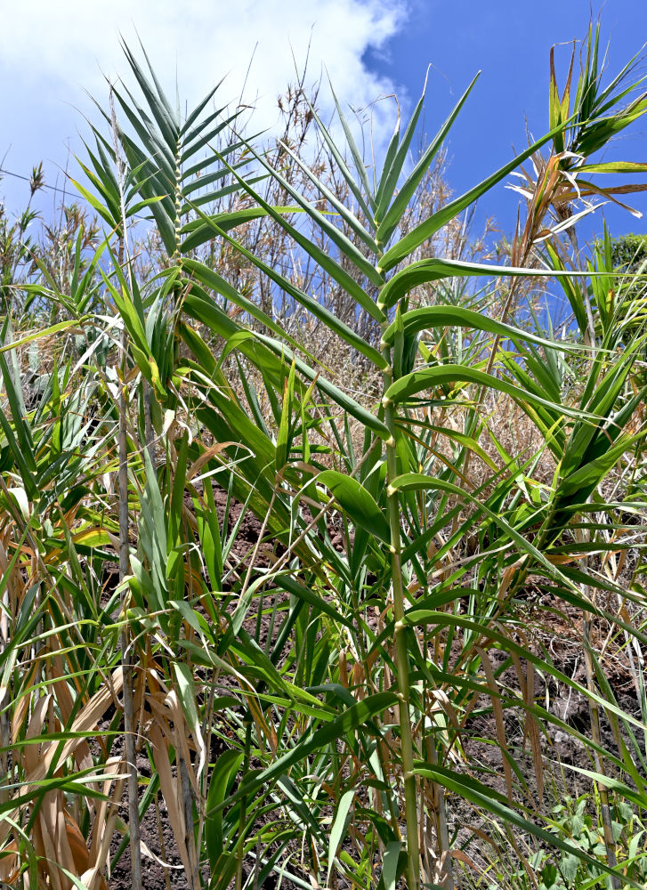 Изображение особи Arundo donax.