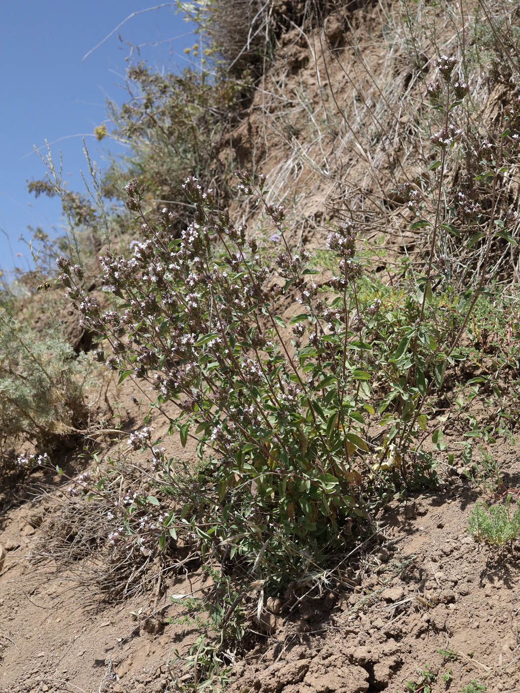 Image of Origanum tyttanthum specimen.