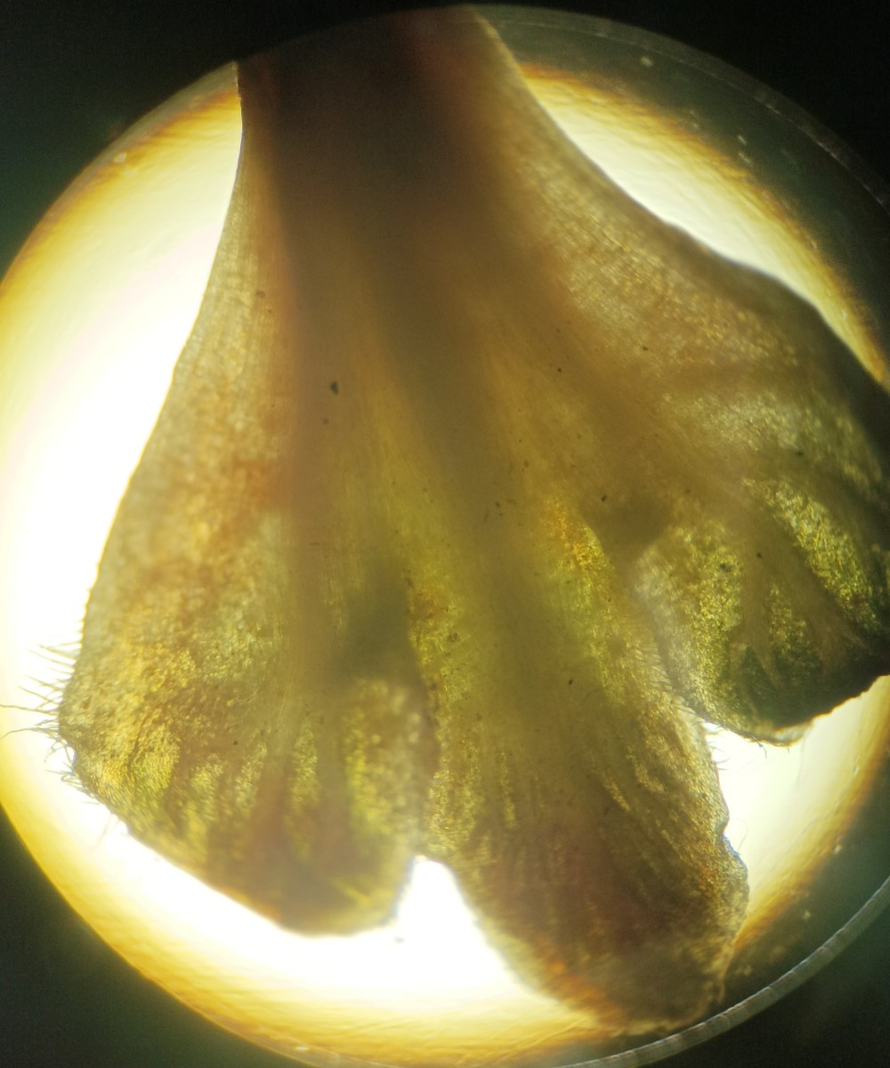 Image of Betula seravschanica specimen.