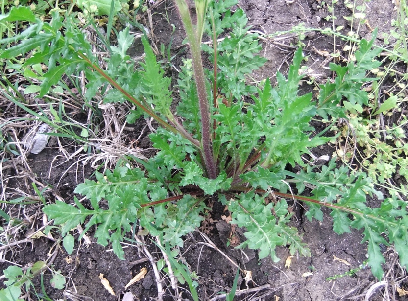 Image of Papaver rhoeas specimen.