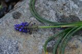 genus Muscari. Верхушка цветущего растения. Турция, ил Артвин, р-н Юсуфели, левый берег р. Бархал-Чайи над порогом, выс. 1800 м н.у.м., скальная полка. 14 июня 2026 г.