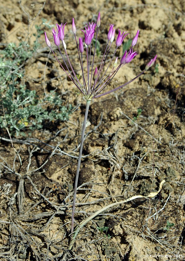 Image of Allium iliense specimen.