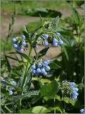 Symphytum caucasicum. Верхушка побега с соцветием. Чувашия, г. Шумерля. 25 мая 2011 г.