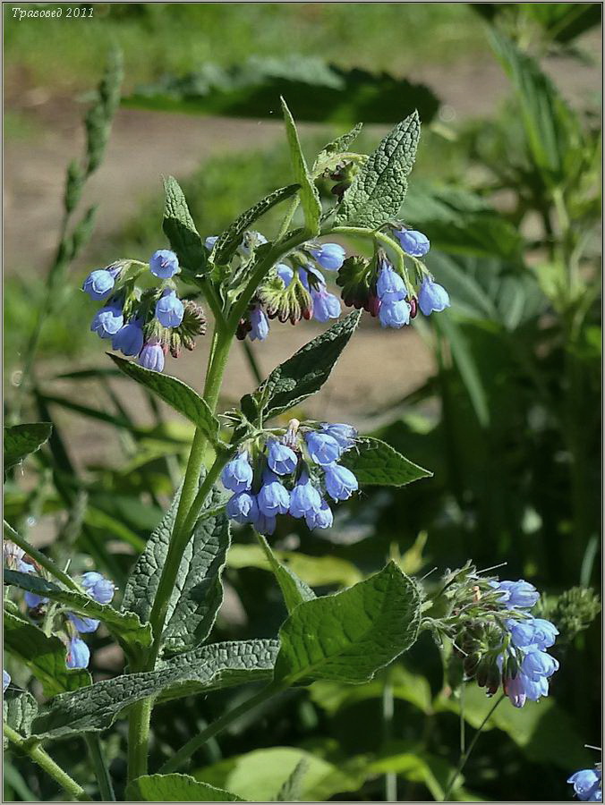 Изображение особи Symphytum caucasicum.