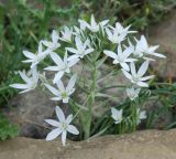 род Ornithogalum. Соцветие. Крым, Южный берег, Кутлакская бухта. 05.05.2011.