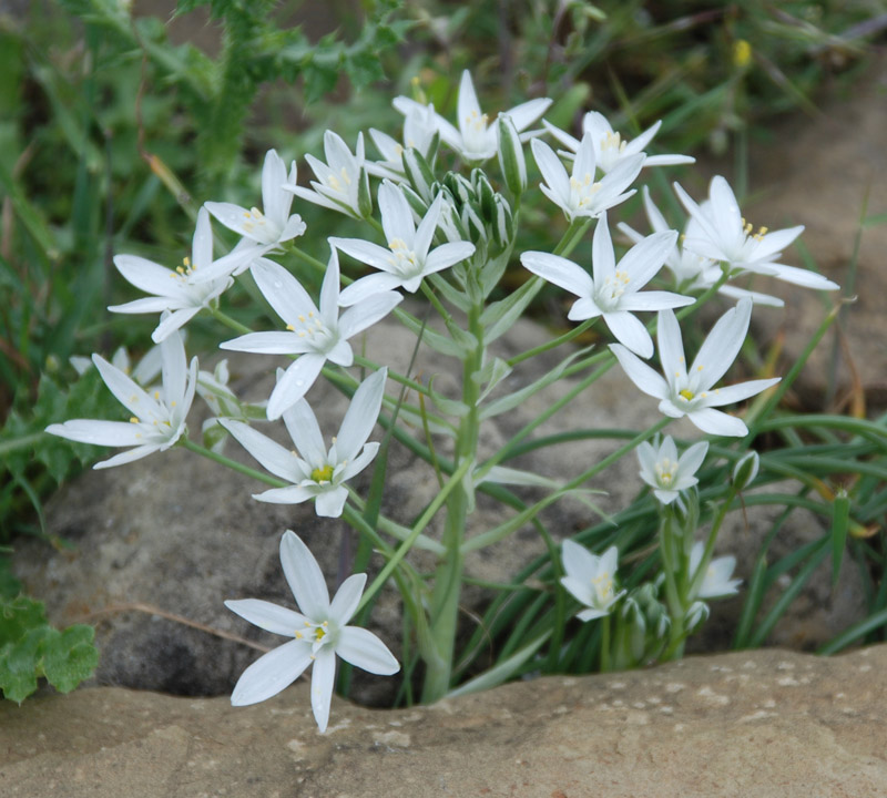 Изображение особи род Ornithogalum.