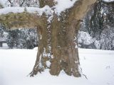 Platanus orientalis