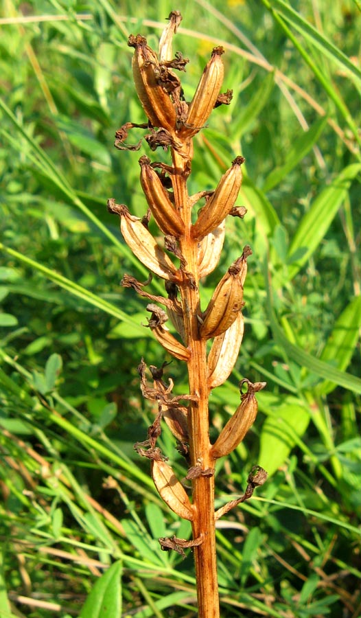 Image of Orchis simia specimen.