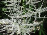 Aruncus sylvestris. Часть соцветия. Украина, Ивано-Франковская обл., Надворнянский р-н, природный заповедник \"Горганы\", усадьба Горганского лесничества, берег реки. 20 июня 2011 г.