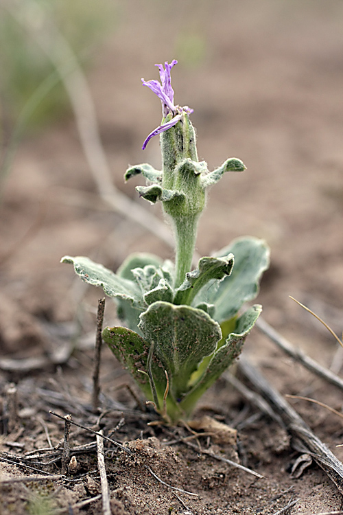 Изображение особи Epilasia mirabilis.