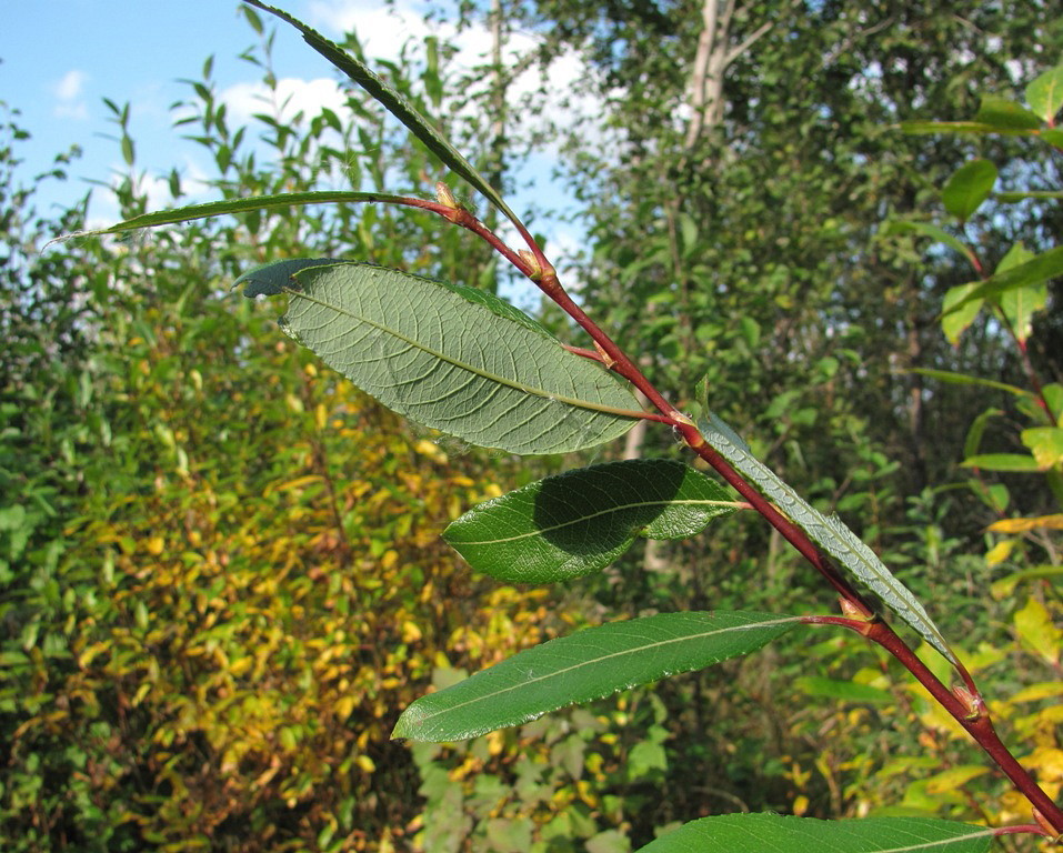 Image of Salix &times; myrtoides specimen.