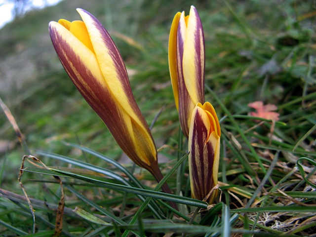 Изображение особи Crocus angustifolius.