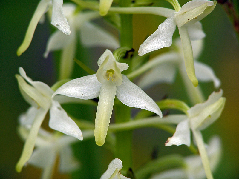 Изображение особи Platanthera bifolia.
